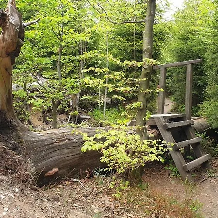 Ferienwohnung Mohnwiese Und Blumenwiese Willingen  Extérieur photo