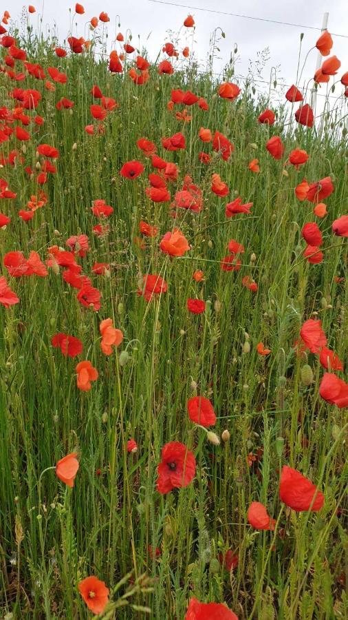 Mohnwiese Und Blumenwiese * Willingen (Upland)